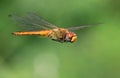 Dragon Fly landing air navigation Royalty Free Stock Photo