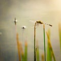 Dragon fly on leaf with calming lake background Royalty Free Stock Photo