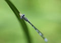 Dragon fly macro photograph Royalty Free Stock Photo