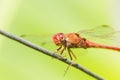 Dragon-fly Royalty Free Stock Photo