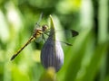 Dragon Fly Royalty Free Stock Photo