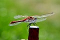 Dragon-fly in midsummer Royalty Free Stock Photo