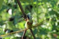 Dragon fly munching on green squash bug