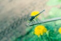 Dragon fly in stay on bamboo wood