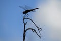 Dragon Fly