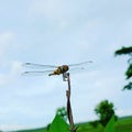 Dragon fly odisha country image