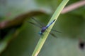 Closeup of blue and green dragonfly sitting on a leaf Royalty Free Stock Photo