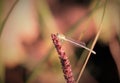 Dragon fly open wings , dragonfly insect wings Royalty Free Stock Photo