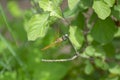 Dragon Fly Orthetrum chrysis pine-tufted skimmer  or brown-backed red marsh hawk Royalty Free Stock Photo