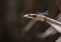 Dragon fly perched on a reed Royalty Free Stock Photo