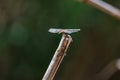 Dragon fly perched on a reed Royalty Free Stock Photo