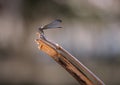 Dragon fly perched on a reed Royalty Free Stock Photo
