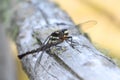 Dragon fly placed on nature wood Royalty Free Stock Photo
