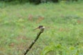 Dragon fly ready to edit Royalty Free Stock Photo