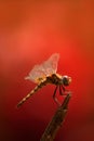 A dragon fly in a red background Royalty Free Stock Photo