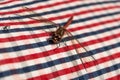 Dragon fly on red and blue checkered textile Royalty Free Stock Photo