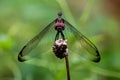 Dragon fly with red eyes and black wings resting on a dried flower Royalty Free Stock Photo