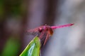 Dragon fly red, macro Royalty Free Stock Photo