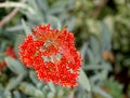 Dragon fly on red Royalty Free Stock Photo