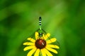 Dragon Fly Resting Gently on Black Eyed Susan Flower Royalty Free Stock Photo