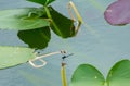 Dragon fly resting on a lily stem Royalty Free Stock Photo