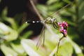 Dragon fly resting on purple flower.