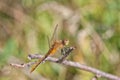 Dragon Fly Resting on a Twig Royalty Free Stock Photo