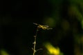 Dragon fly silhouette picture