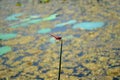 Dragon Fly sitting in lotus pool