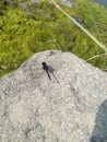 Dragon fly sitting on a white stone on the river bank Royalty Free Stock Photo