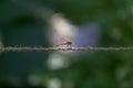 Dragon fly on a small rope