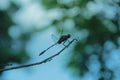 A dragon fly on a stem of tree Royalty Free Stock Photo