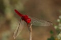 A dragon fly on a stick Royalty Free Stock Photo