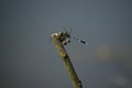 Dragon fly on a stick Royalty Free Stock Photo