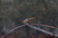 Dragon fly on a stick Royalty Free Stock Photo