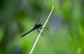 Dragon fly on a stick Royalty Free Stock Photo