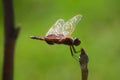 Dragon Fly with Sunbursts Royalty Free Stock Photo