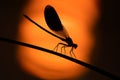 Dragon-fly on sundown Royalty Free Stock Photo