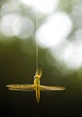 Dragon fly Trapped and died in spider`sweb Royalty Free Stock Photo
