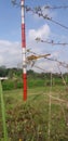 A dragon fly in the tree with red and white pole view Royalty Free Stock Photo