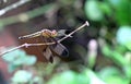 Dragon Fly on Twig Royalty Free Stock Photo