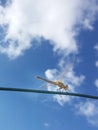 Dragon fly whit clouds