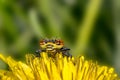 a dragon fly on yellow dandelion flower in summer season Royalty Free Stock Photo