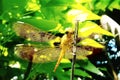 Dragon fly yellow and plant Royalty Free Stock Photo