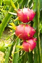 Dragon fruit Royalty Free Stock Photo