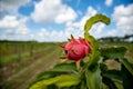 Dragon Fruit agriculture Royalty Free Stock Photo
