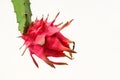 Dragon fruit aka pitaya isolated on white background Royalty Free Stock Photo