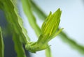 Dragon fruit bud Royalty Free Stock Photo