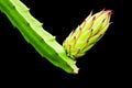 Dragon fruit bud on tree Royalty Free Stock Photo