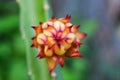 Dragon fruit bud on tree Royalty Free Stock Photo